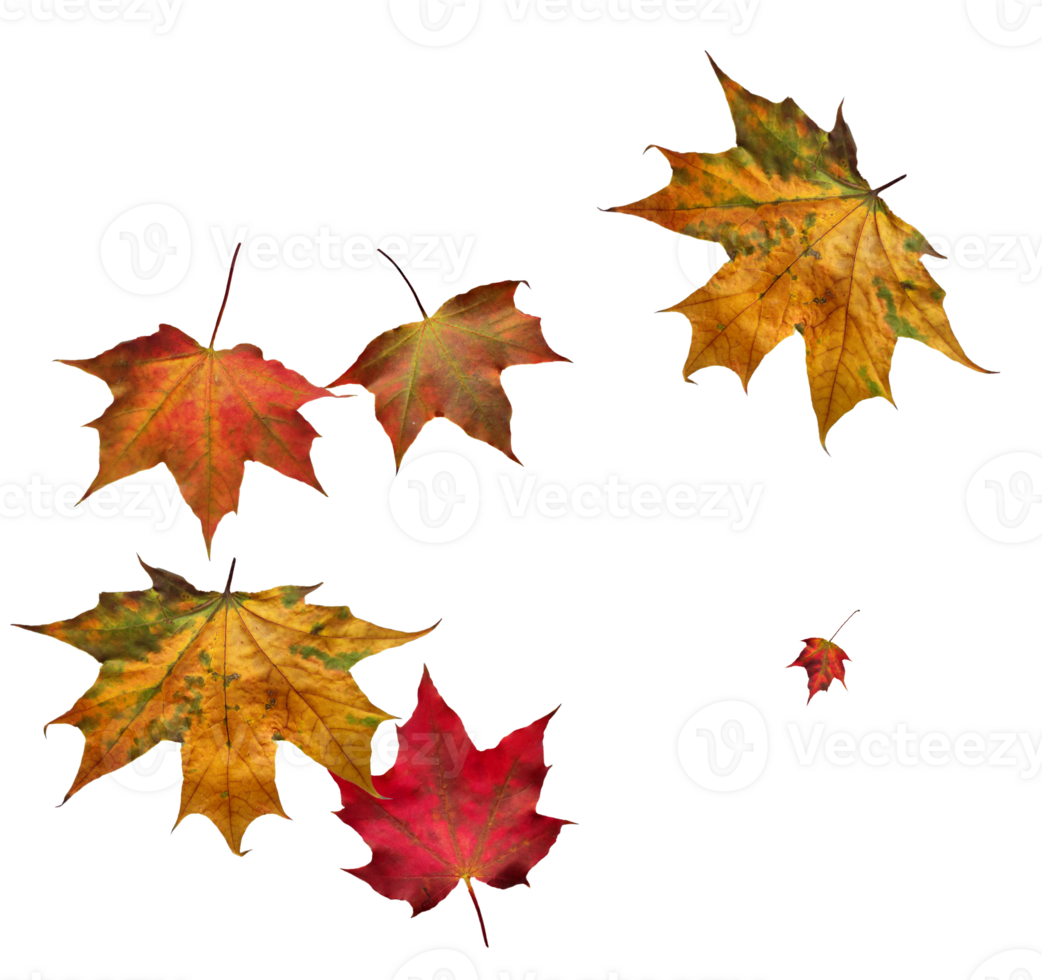 Digital paper with maple leaves. png