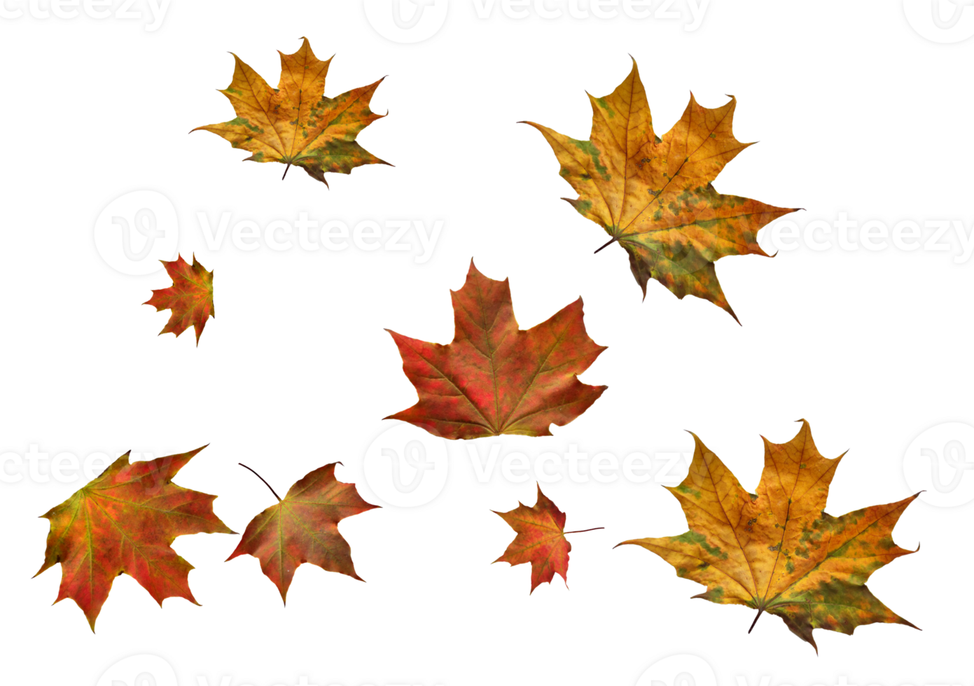 Digital paper with maple leaves. png