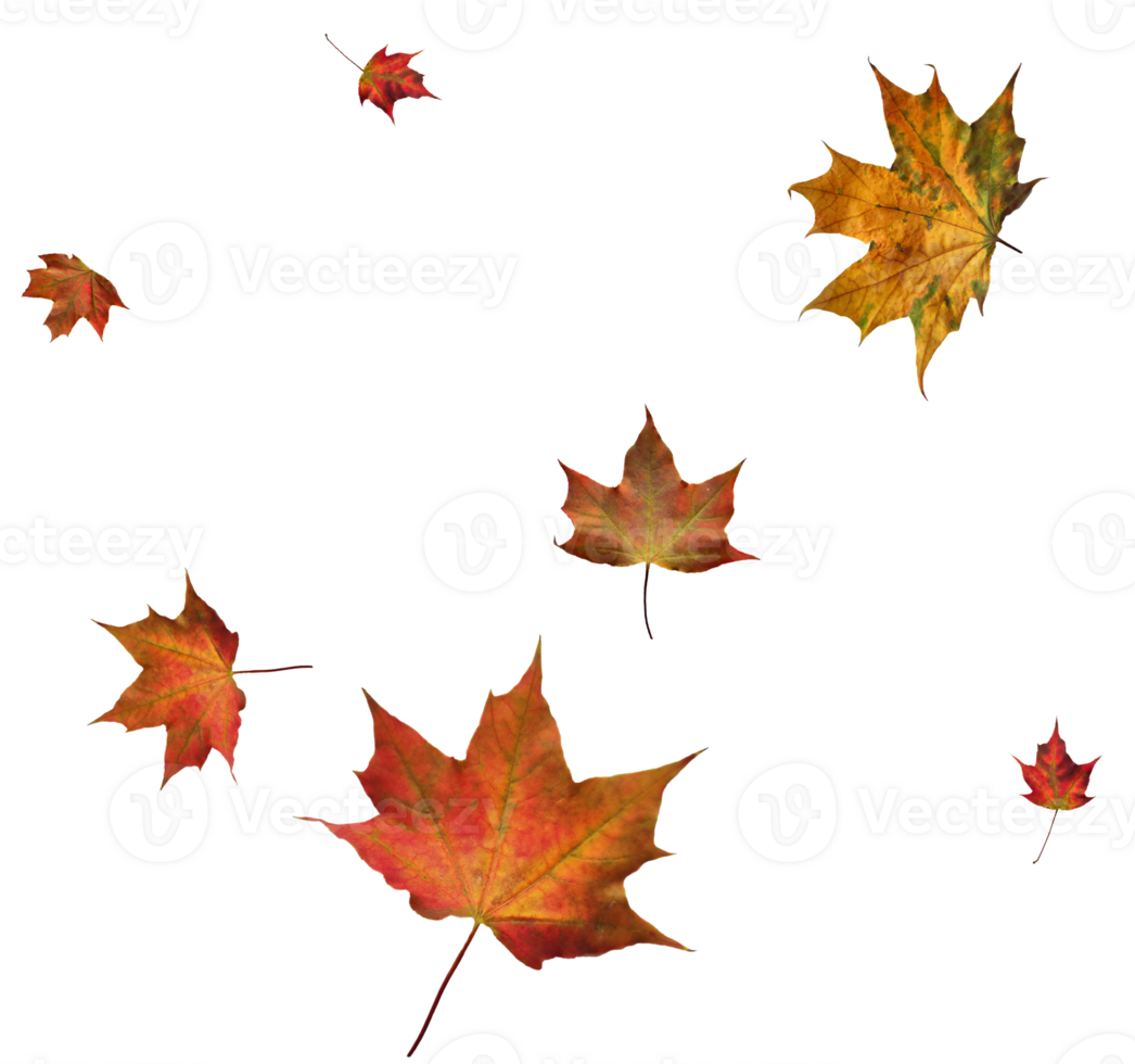 Digital paper with maple leaves. png
