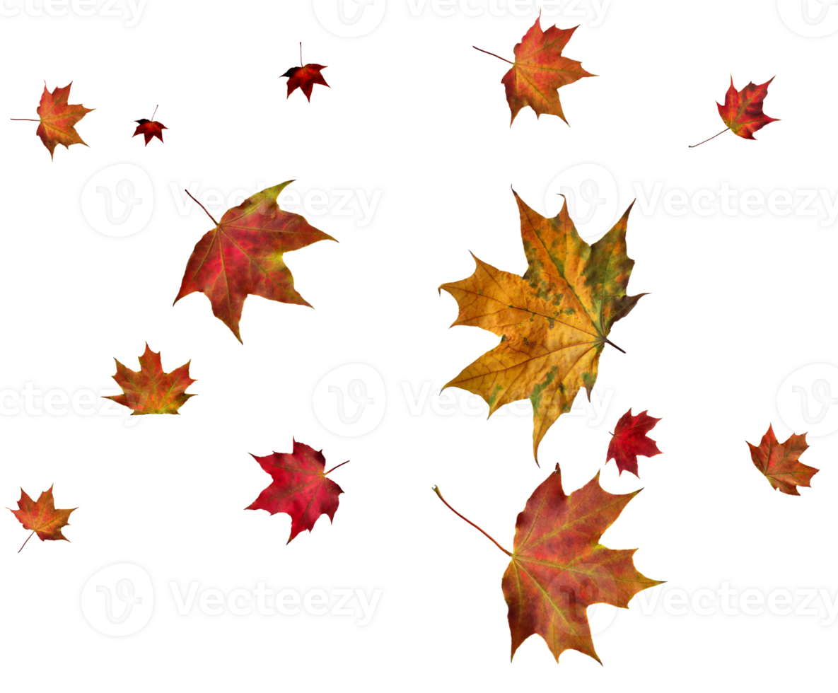 Digital paper with autumn maple leaves. png