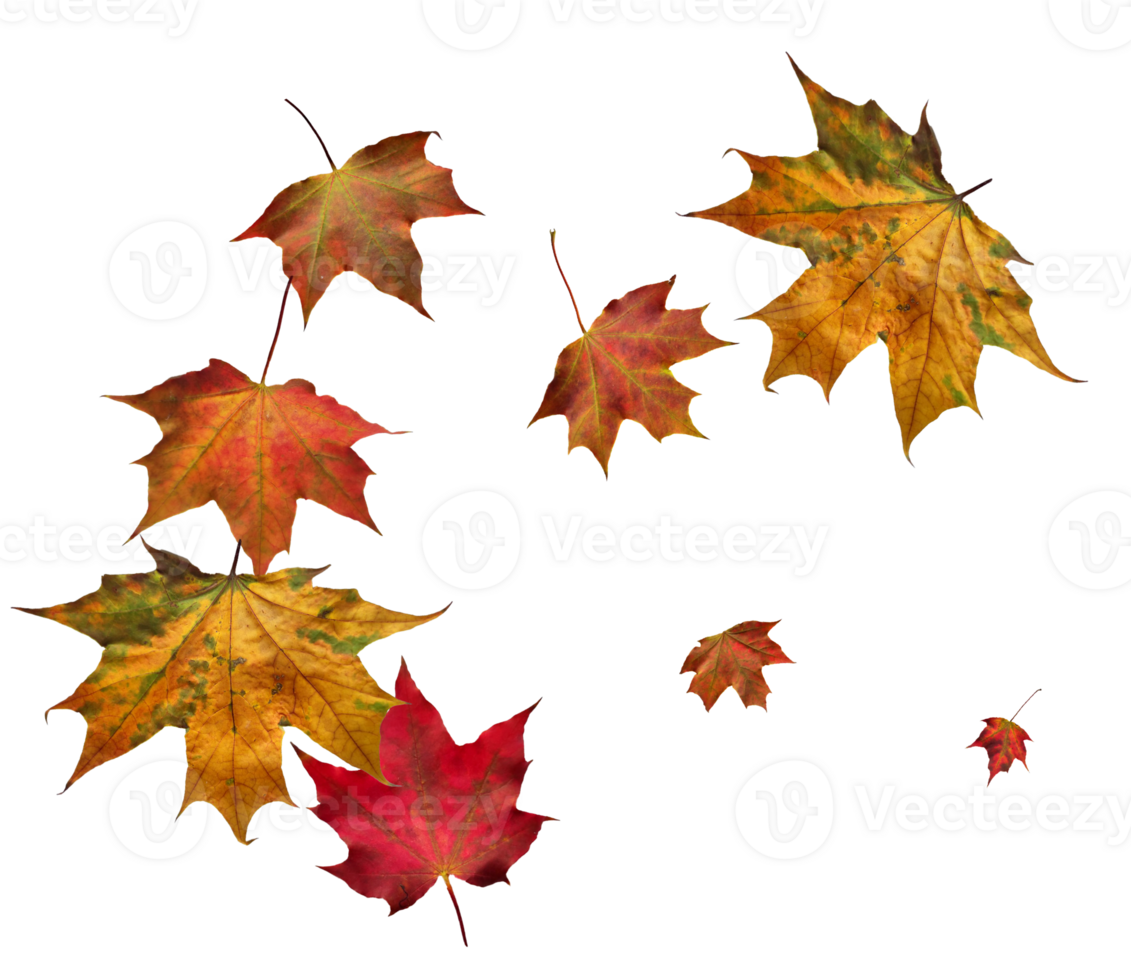 Digital paper with flying maple leaves. png
