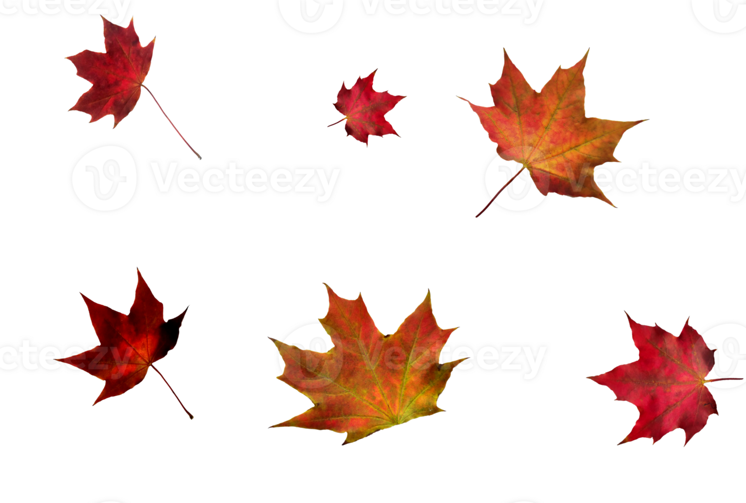 Digital paper with maple leaves. png