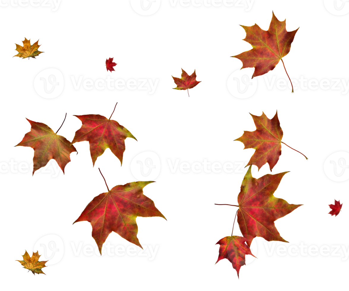 Digital paper with autumn maple leaves. png