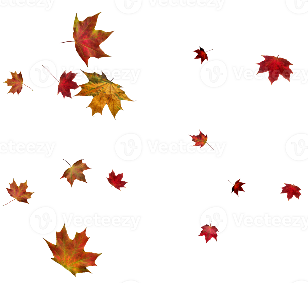 Backdrop with autumn maple leaves png
