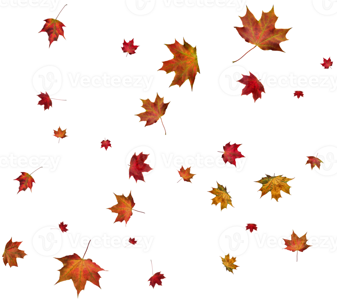 Background with autumn maple leaves. png