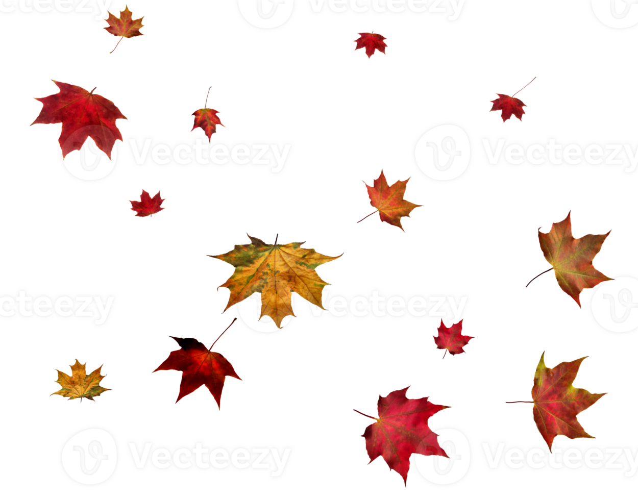 Digital paper with autumn maple leaves. png