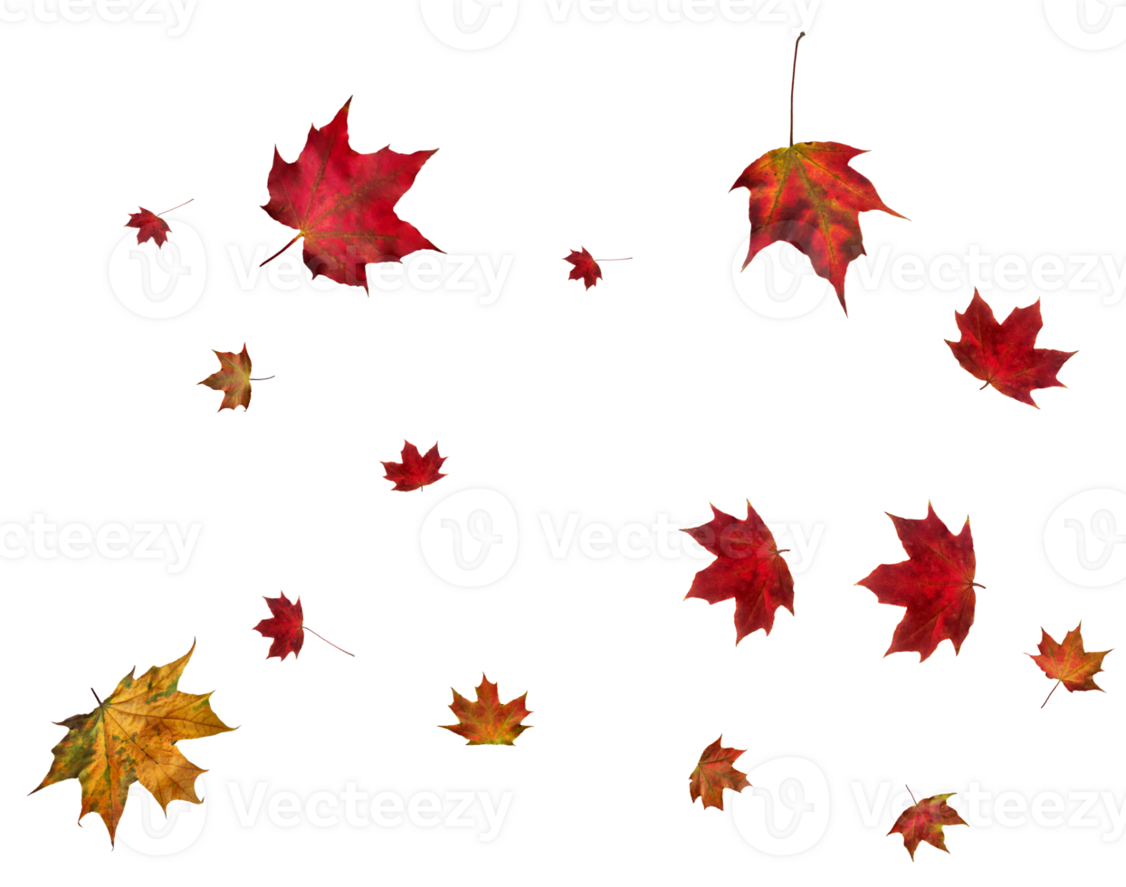 Backdrop with autumn maple leaves png