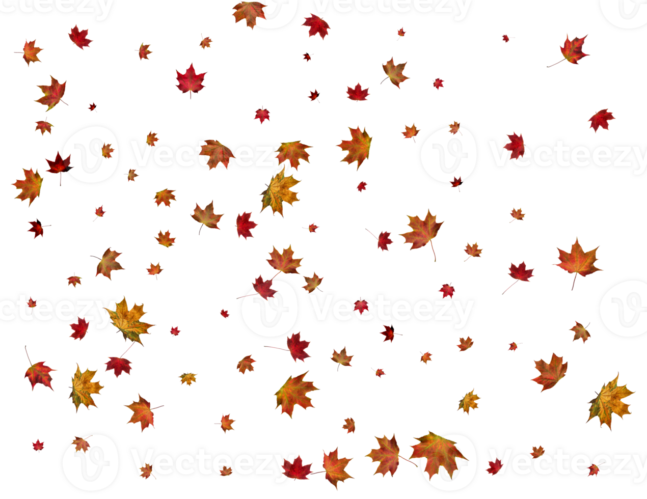 Texture with autumn maple leaves. png
