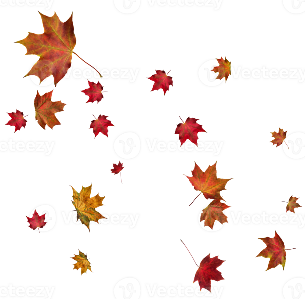 Backdrop with autumn maple leaves png