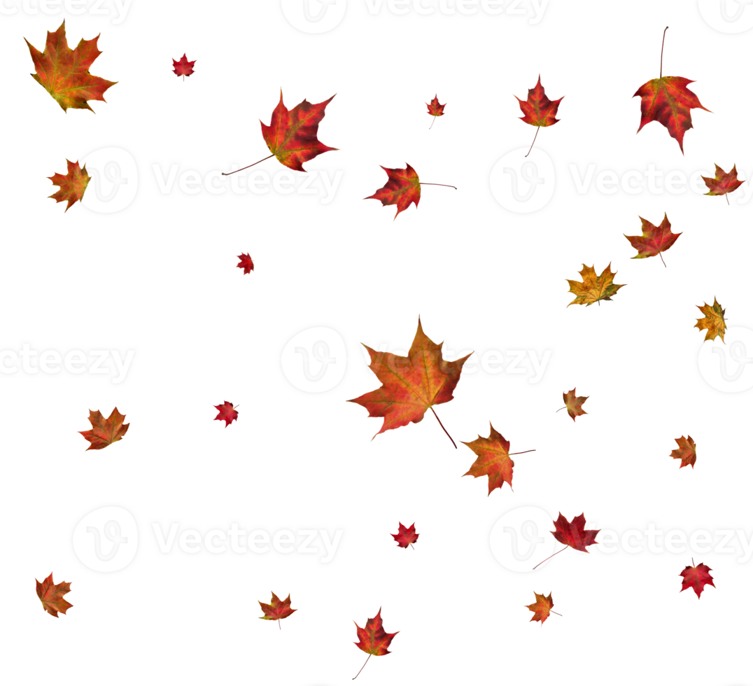 Background with autumn maple leaves. png