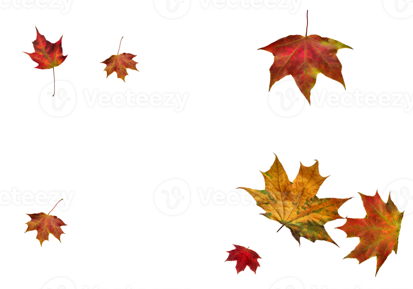 Backdrop with autumn maple leaves png