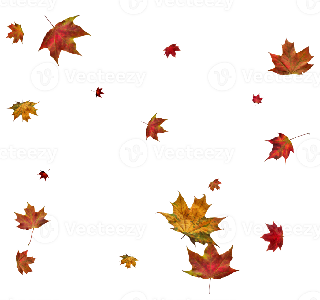 Autumn maple leaves. png