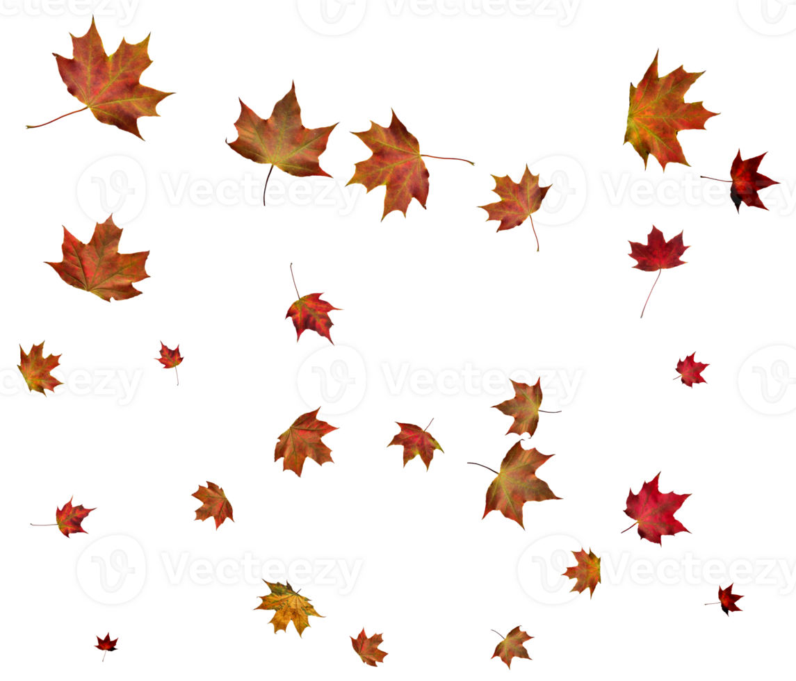 Autumn maple leaves. png