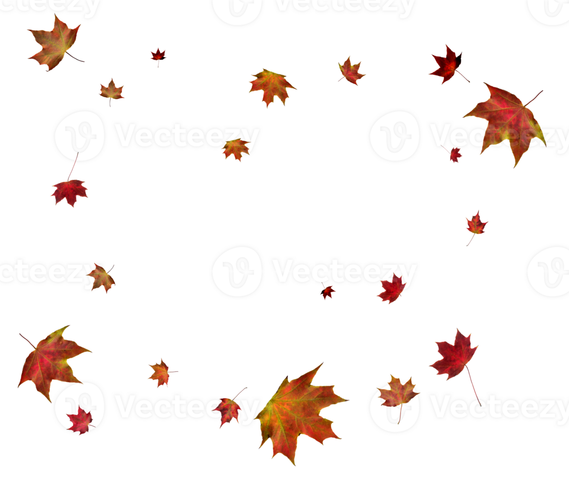 Background with autumn maple leaves. png