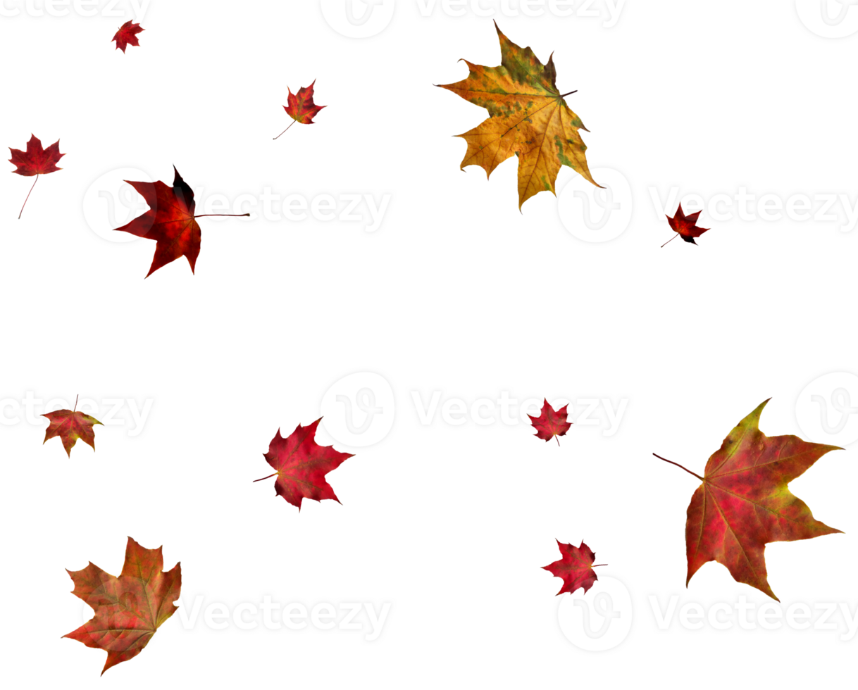 Backdrop with autumn maple leaves png