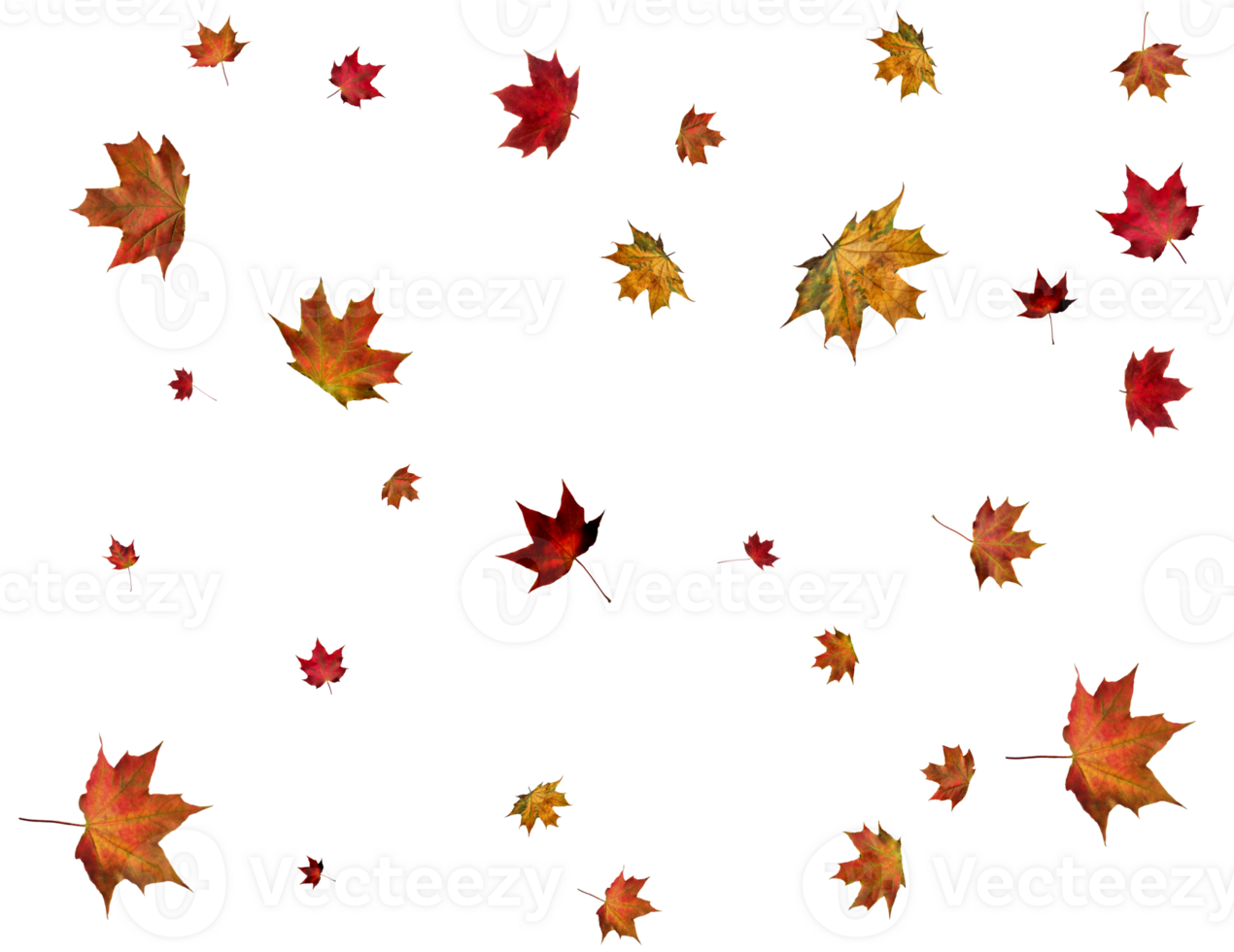 Background with autumn maple leaves. png