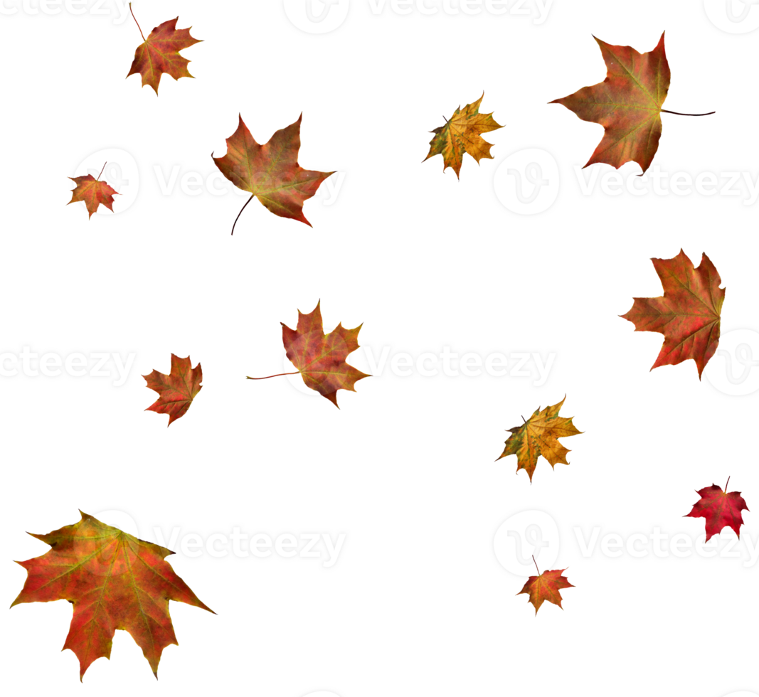 Backdrop with autumn maple leaves png