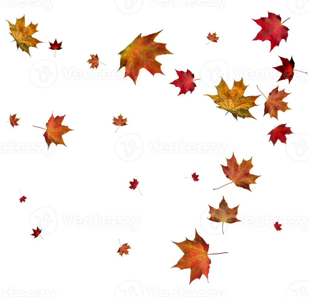 Autumn maple leaves. png