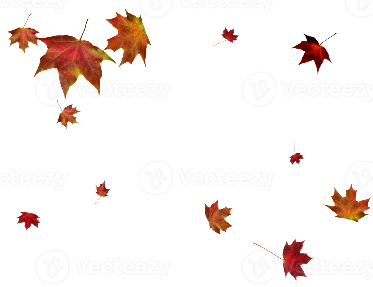 Backdrop with autumn maple leaves png