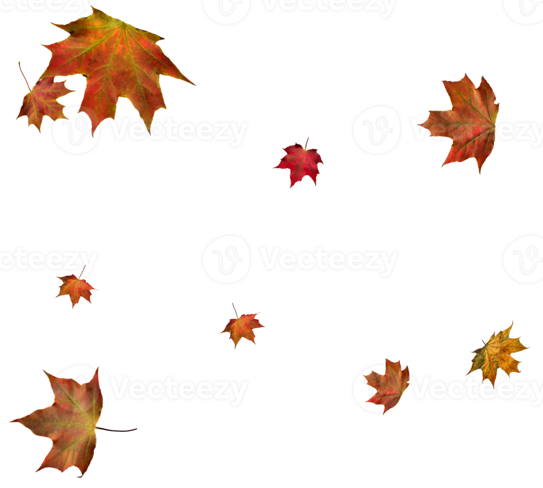 Backdrop with autumn maple leaves png