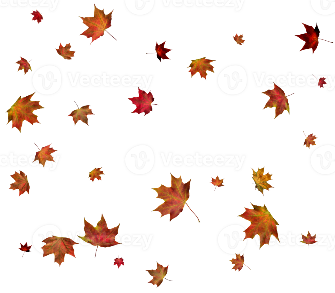 Background with autumn maple leaves. png