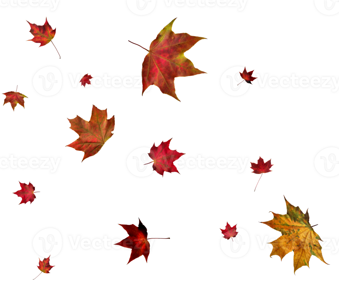 Backdrop with autumn maple leaves png