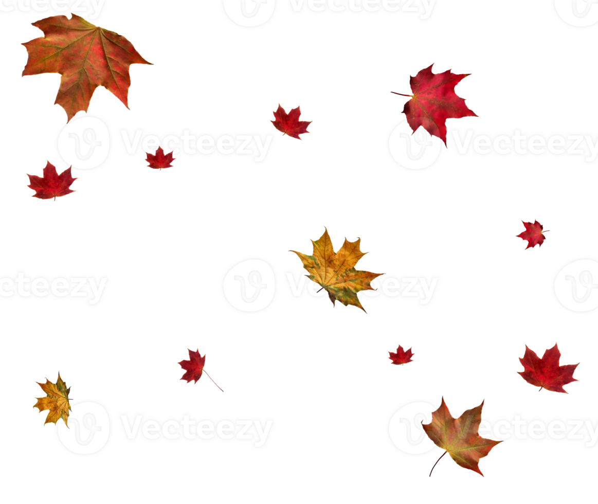 Backdrop with autumn maple leaves png