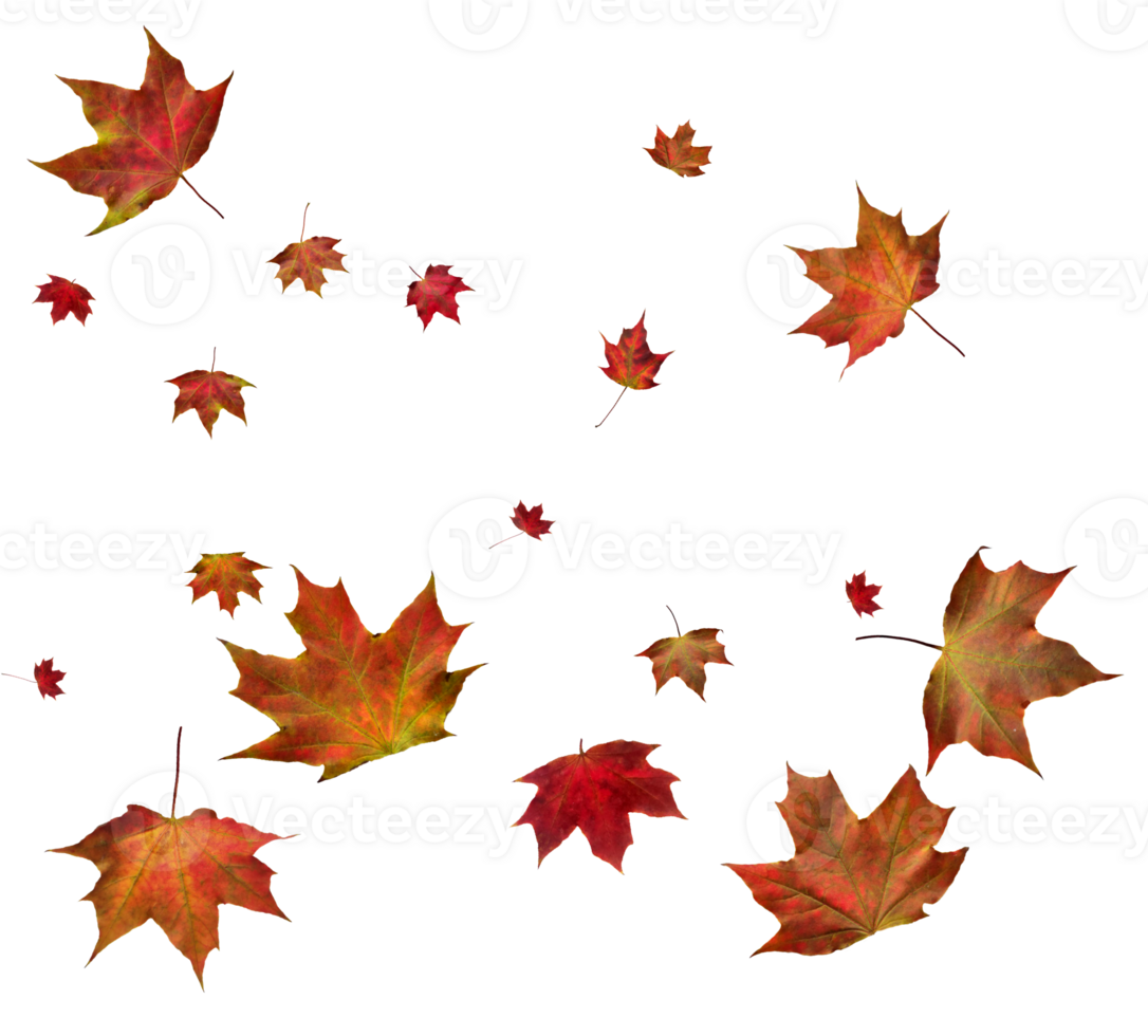 Digital paper with autumn maple leaves. png