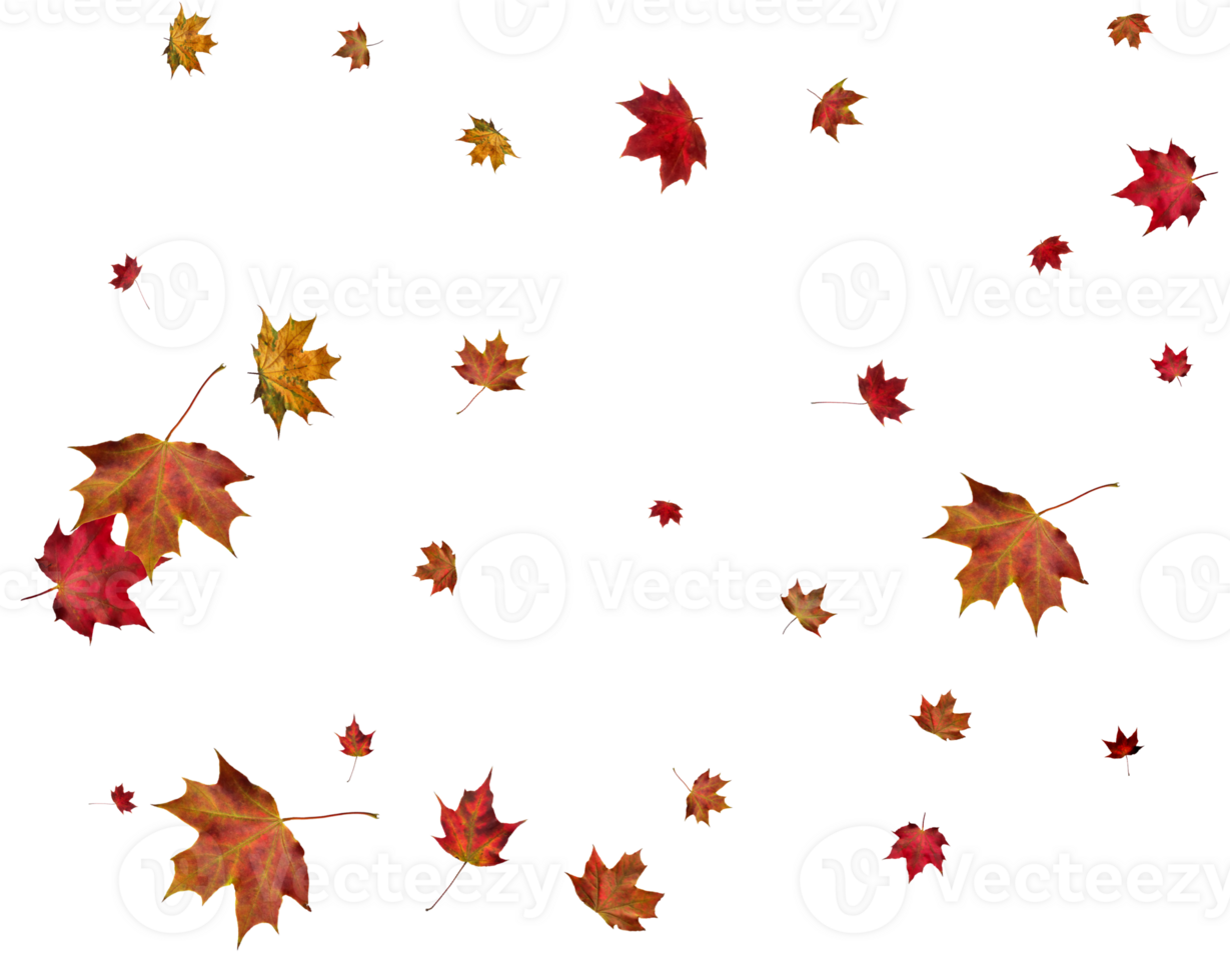 Autumn maple leaves. png