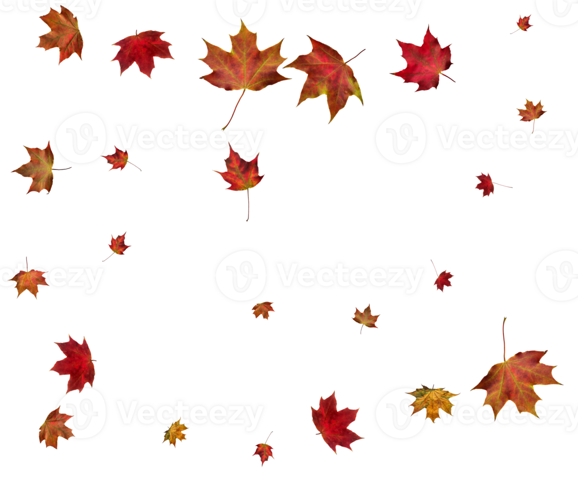 Autumn maple leaves. png