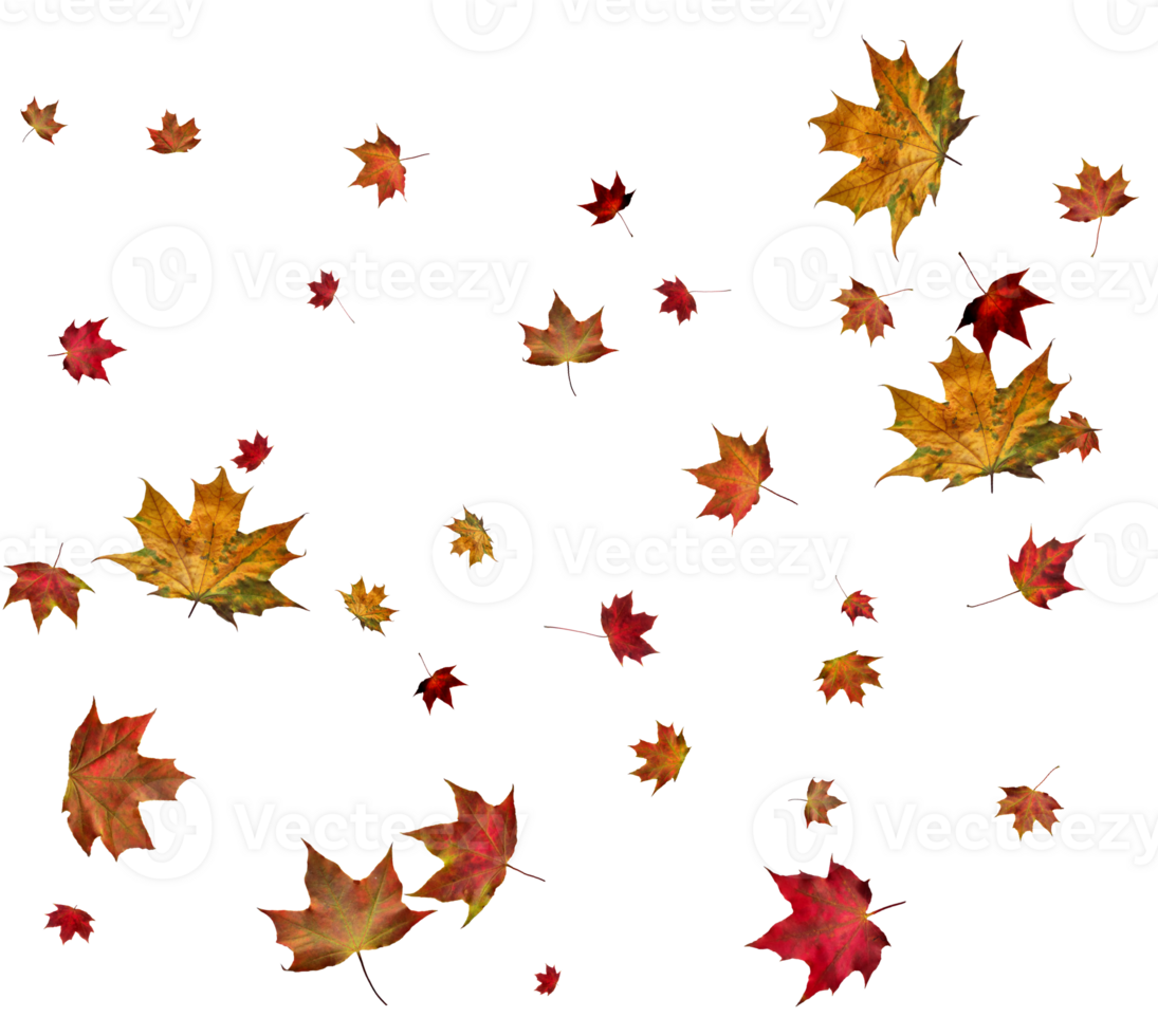 Autumn maple leaves. png