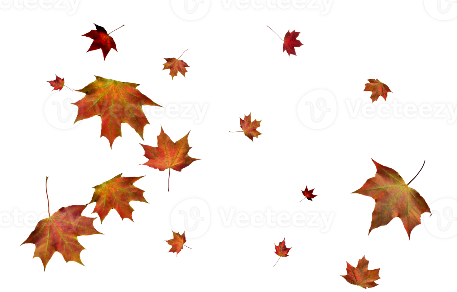 Backdrop with autumn maple leaves png