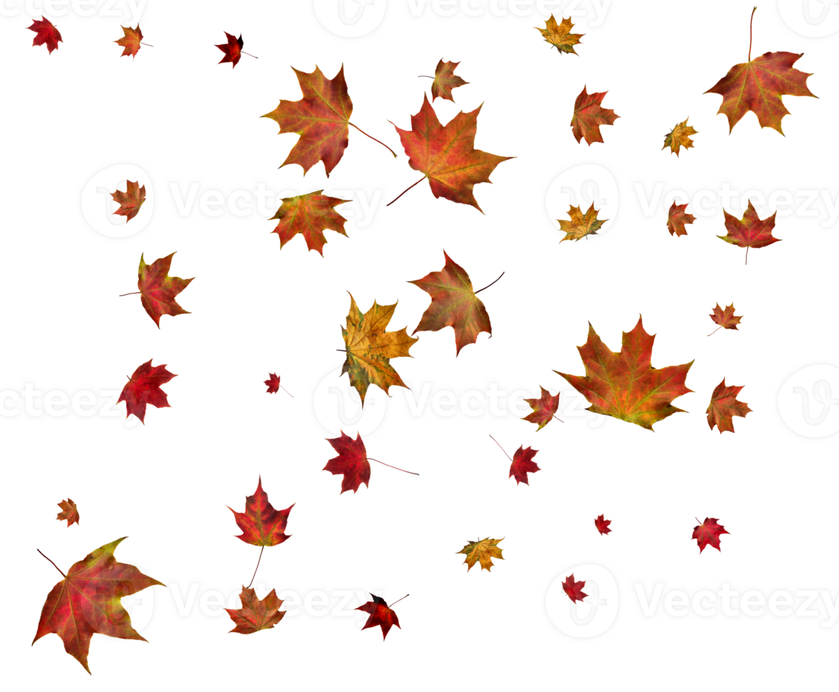 Autumn maple leaves. png