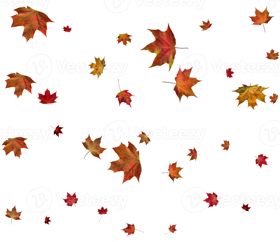 Background with autumn maple leaves. png