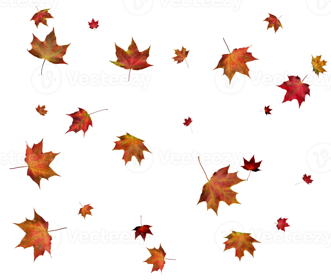 Autumn maple leaves. png