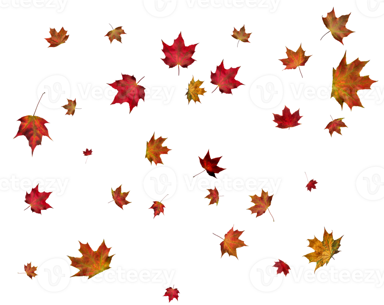 Autumn maple leaves. png