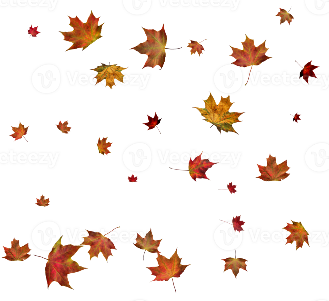 Autumn maple leaves. png