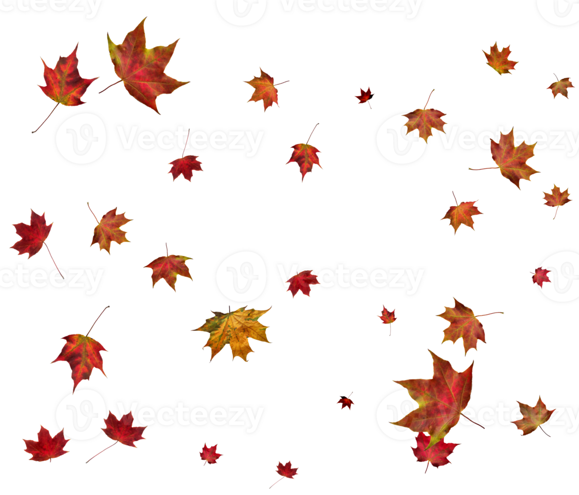 Autumn maple leaves. png