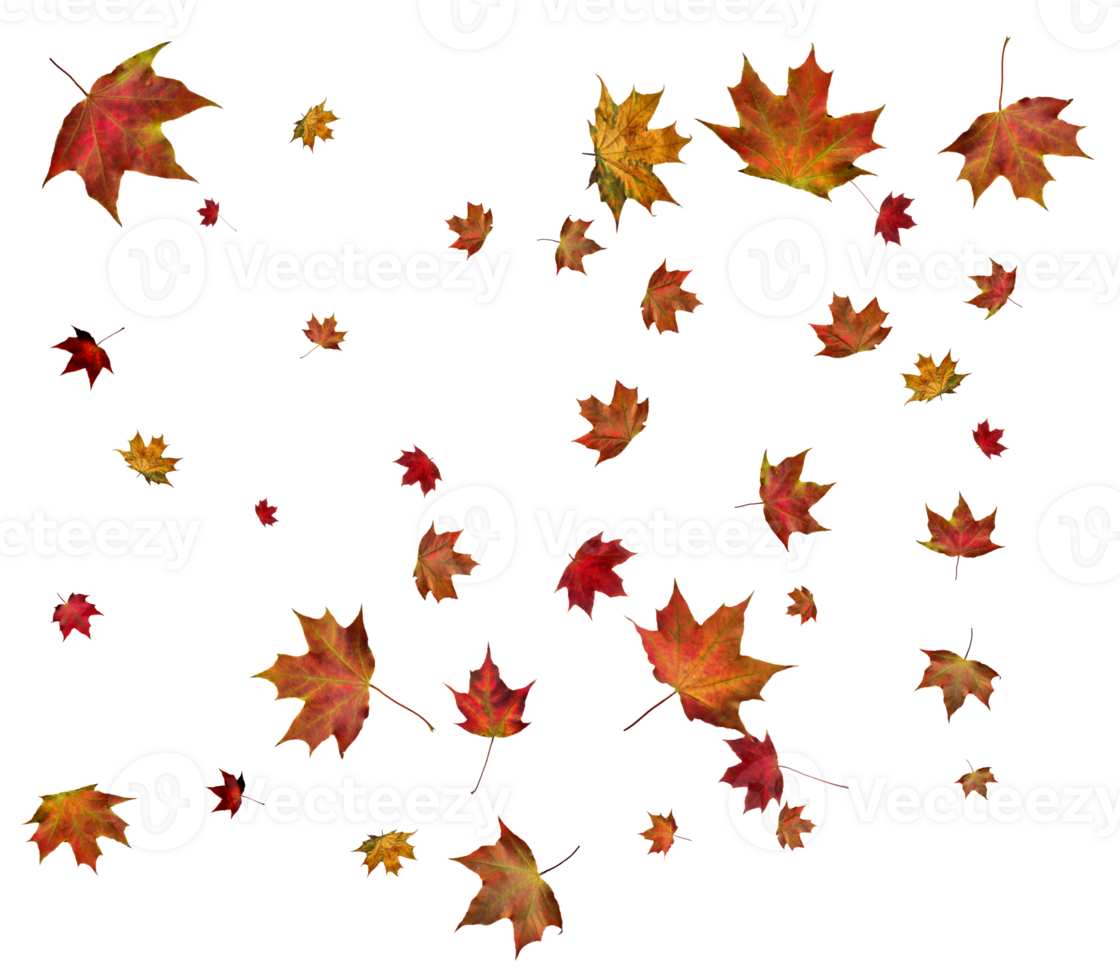 Autumn maple leaves. png