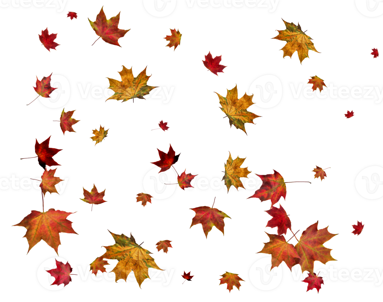 Autumn maple leaves. png