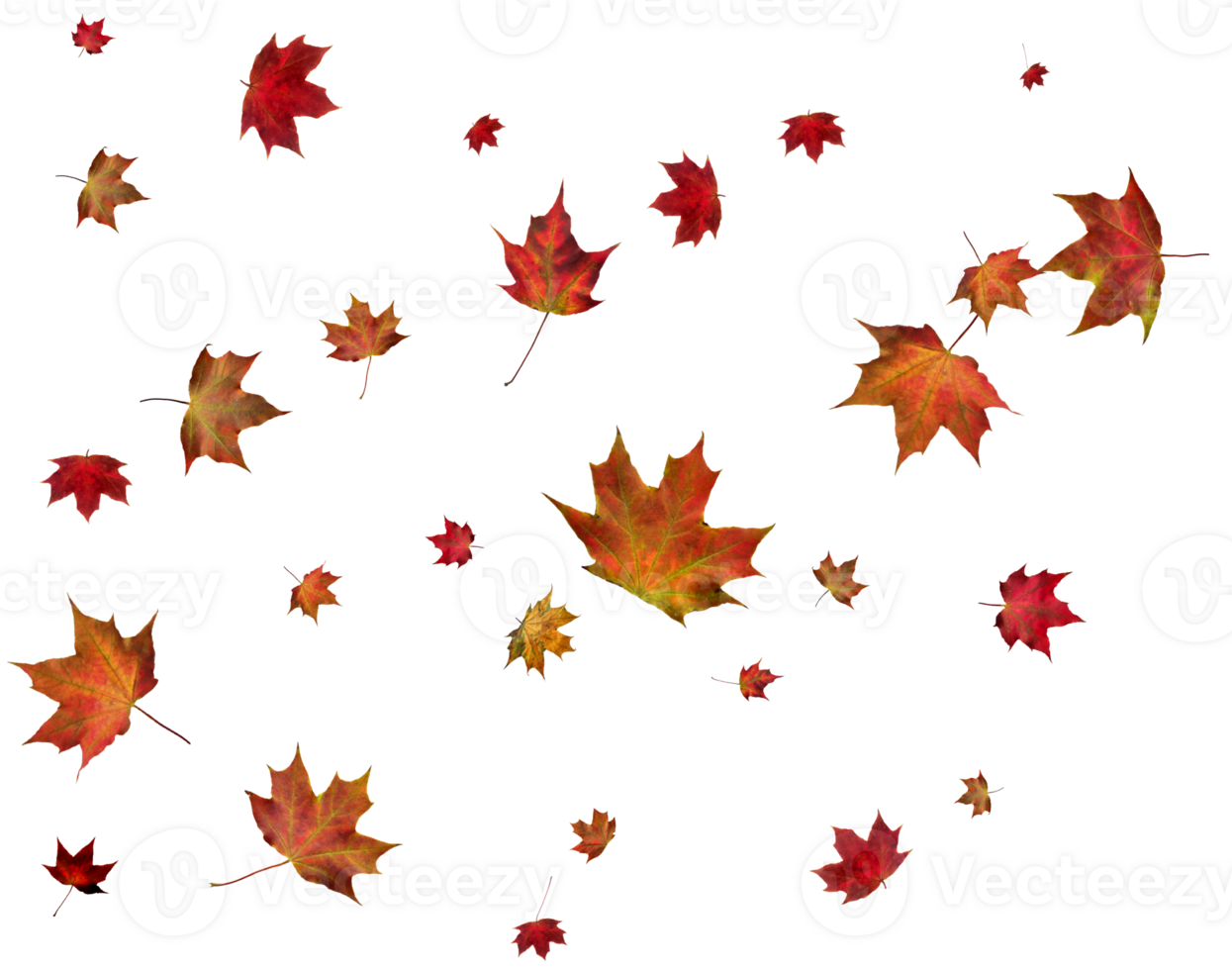 Autumn maple leaves. png