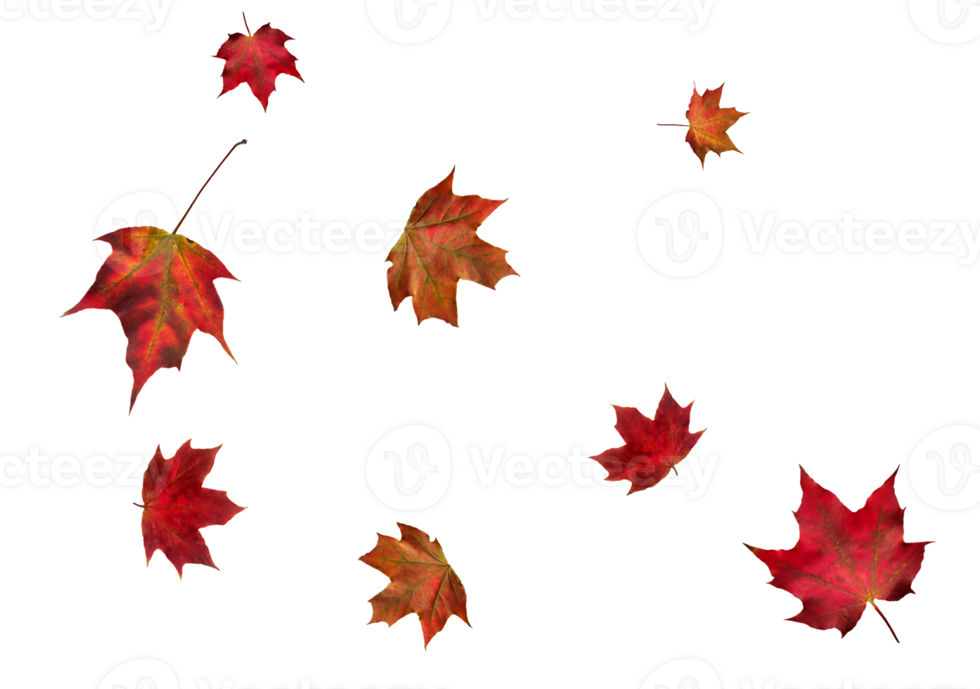 Digital paper with flying maple leaves. png