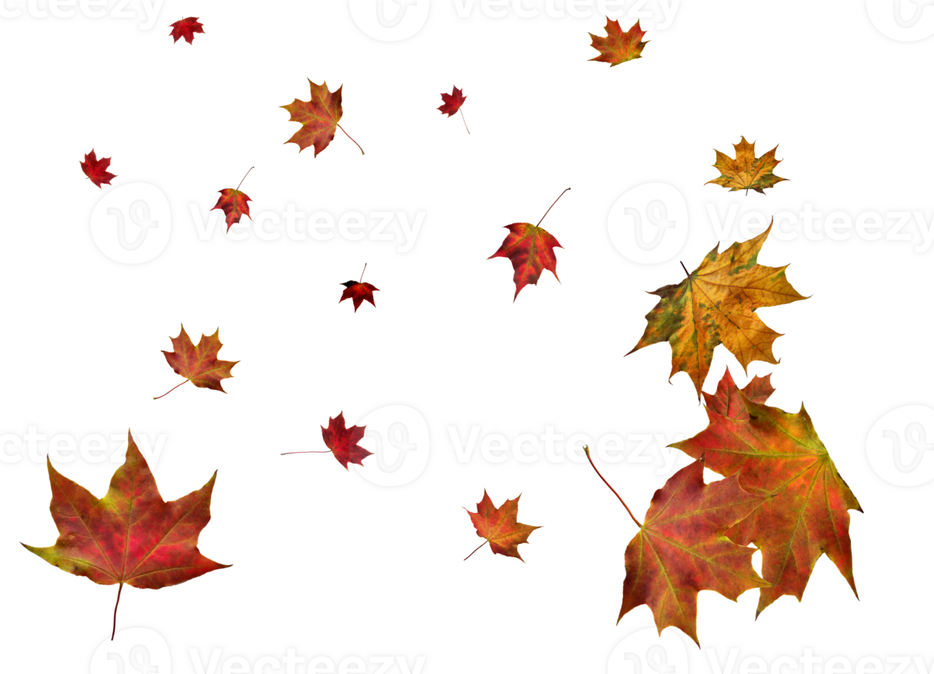 Backdrop with autumn maple leaves png