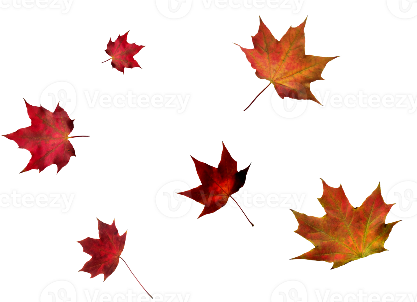 Digital paper with maple leaves. png