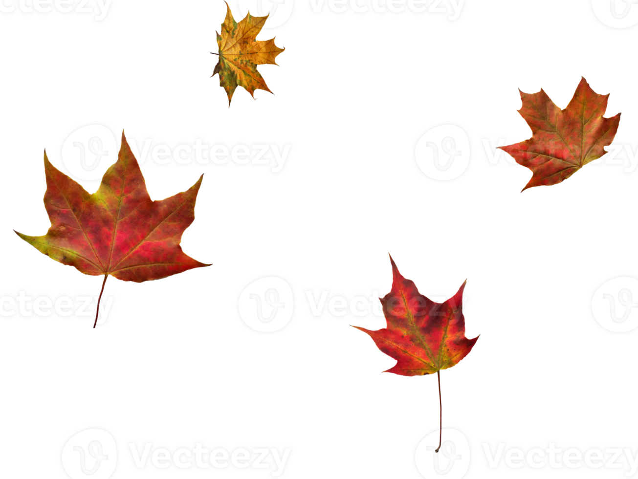Digital paper with maple leaves. png
