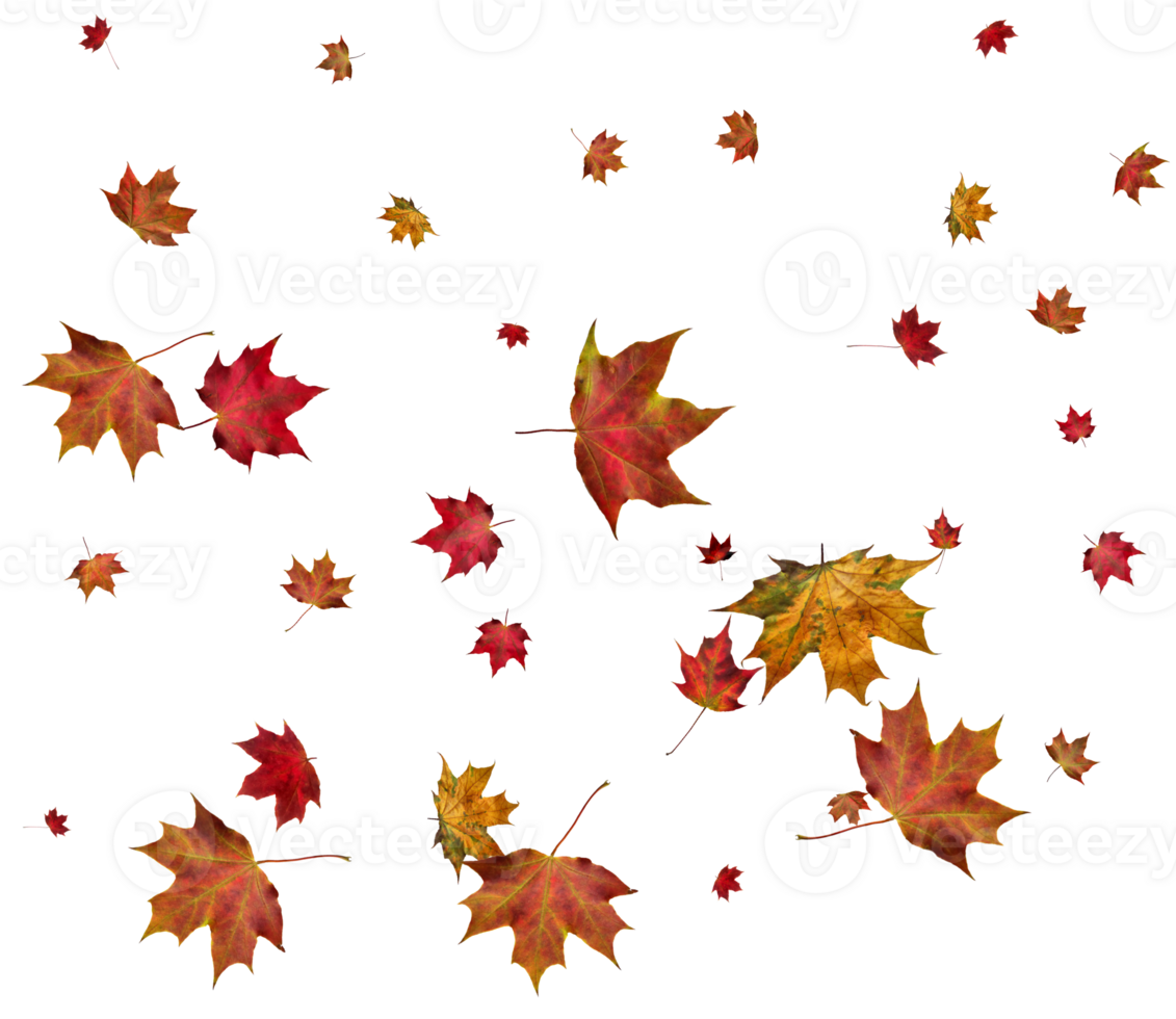 Autumn maple leaves. png