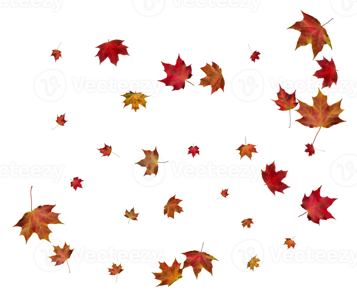 Autumn maple leaves. png