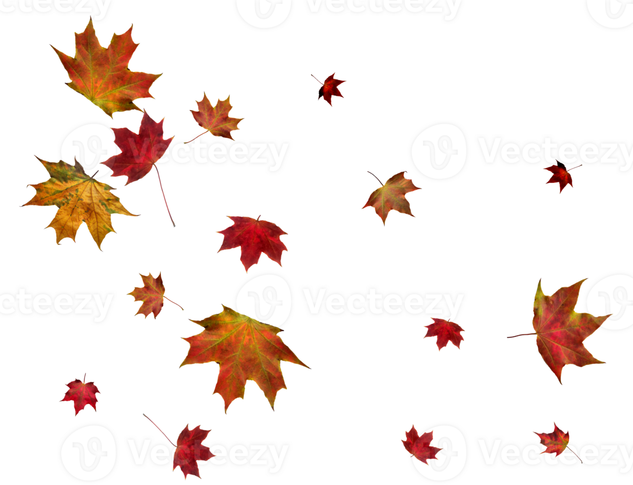 Backdrop with autumn maple leaves png