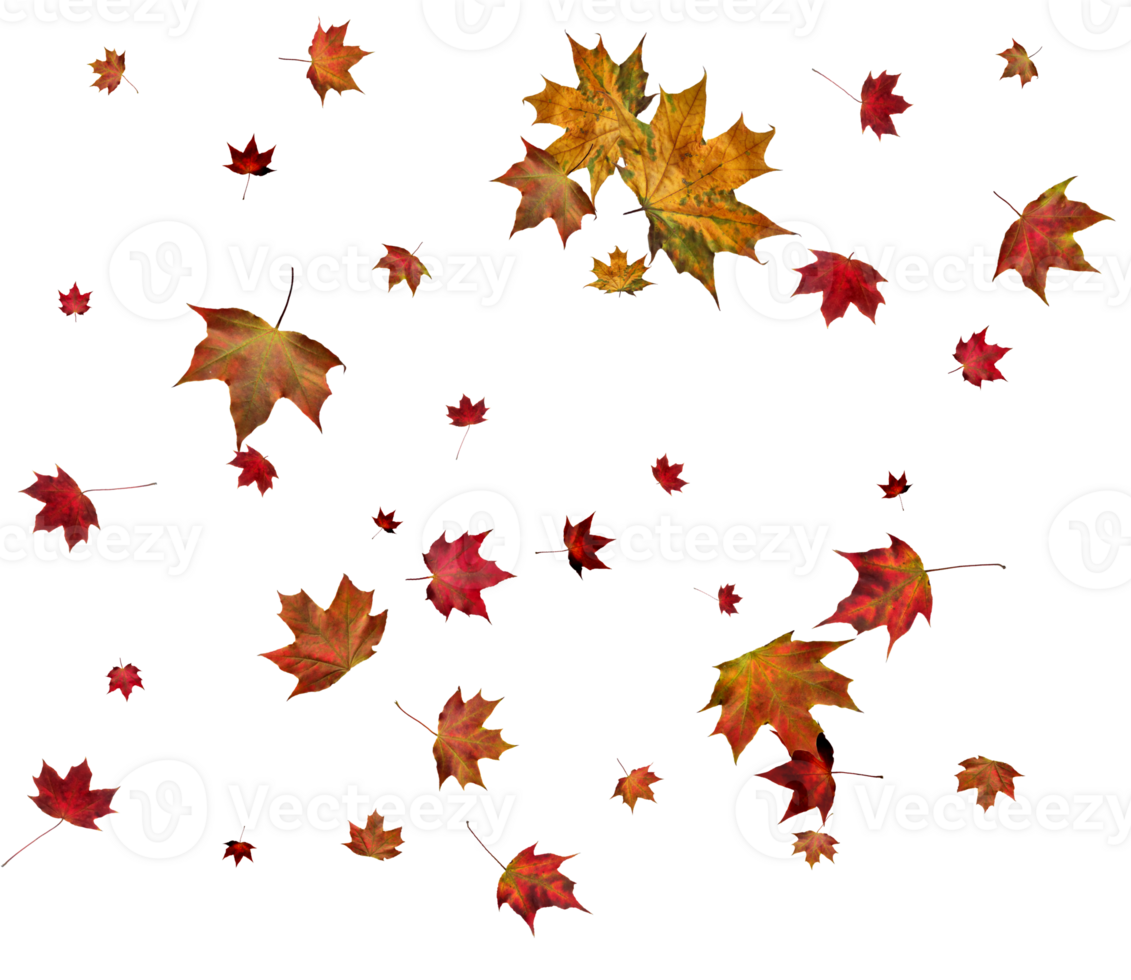 Background with autumn maple leaves. png