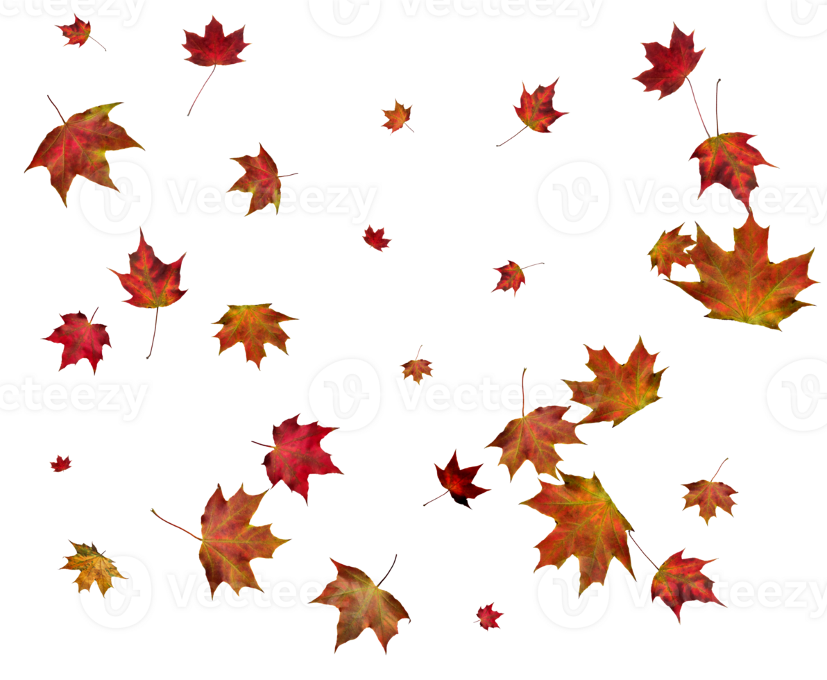 Autumn maple leaves. png
